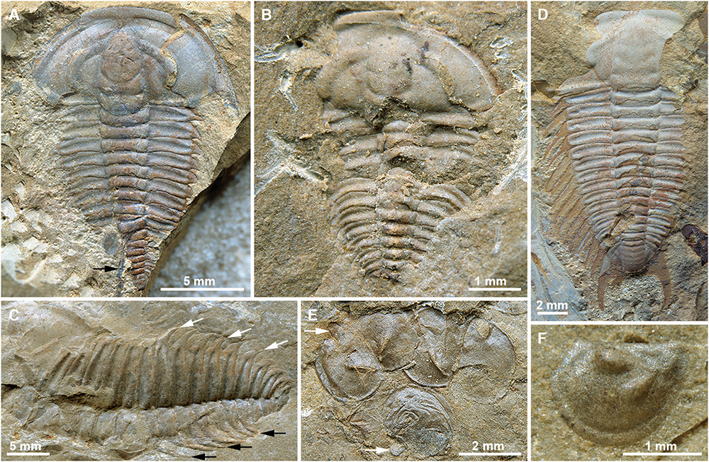 1603802203263331.jpg 1603802203263331.jpg