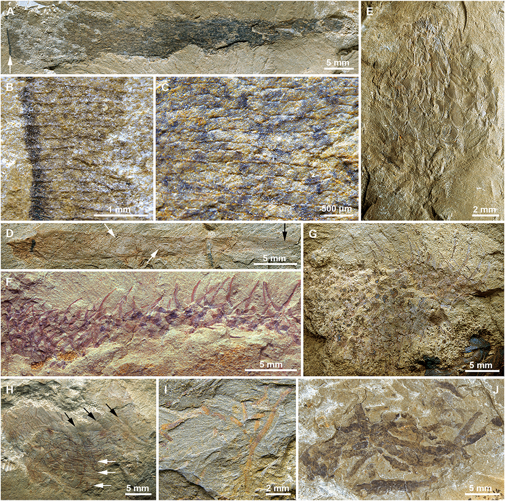 1603802302162021.jpg 1603802302162021.jpg