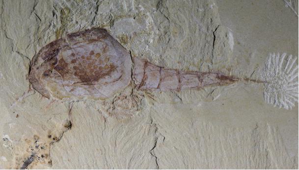 1588237682855148.jpg 图片1.jpg