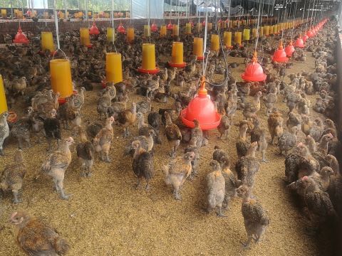 1597925349699027.jpg 1597925349699027.jpg